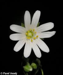 Attēlu rezultāti vaicājumam “Stellaria holostea flower”