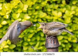 Attēlu rezultāti vaicājumam “Erithacus rubecula juvenile”