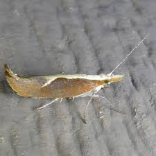 Attēlu rezultāti vaicājumam “Ypsolopha dentella”