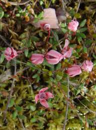 Attēlu rezultāti vaicājumam “Oxycoccus leaf”