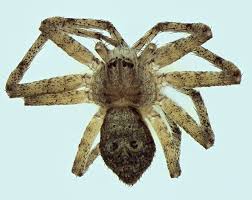 Attēlu rezultāti vaicājumam “Philodromus margaritatus”