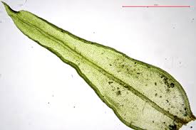 Attēlu rezultāti vaicājumam “Orthotrichum speciosum”