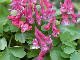 Attēlu rezultāti vaicājumam “Corydalis solida flower”
