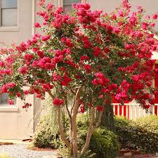 Image result for Lagerstroemia