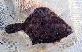 Image result for Parophrys vetulus