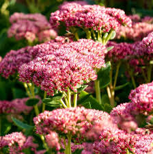 Attēlu rezultāti vaicājumam “Hylotelephium telephium”