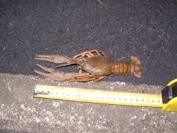 Attēlu rezultāti vaicājumam “Astacus leptodactylus”