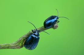 Attēlu rezultāti vaicājumam “Agelastica alni”