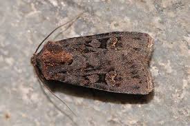 Attēlu rezultāti vaicājumam “Euxoa nigricans”