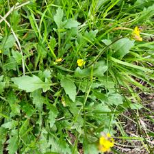 Attēlu rezultāti vaicājumam “Diplotaxis muralis fruit”