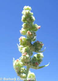 Image result for Chenopodium album