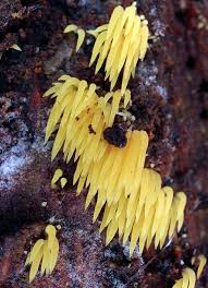 Attēlu rezultāti vaicājumam “Mucronella”