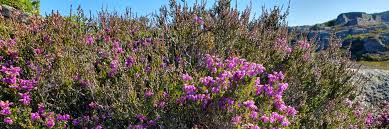 Attēlu rezultāti vaicājumam “Ericaceae”
