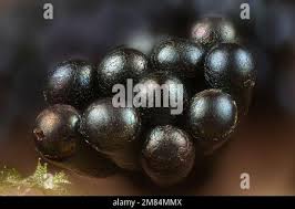 Attēlu rezultāti vaicājumam “Metatrichia vesparia spores”