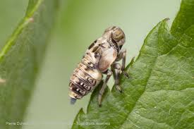 Attēlu rezultāti vaicājumam “Auchenorrhyncha”