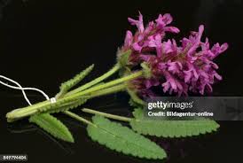 Attēlu rezultāti vaicājumam “Stachys officinalis bud”