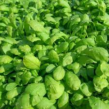 Image result for Gartenkresse