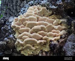 Attēlu rezultāti vaicājumam “Climacodon septentrionalis”