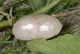 Attēlu rezultāti vaicājumam “Zygaena cocoon”