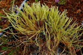 Attēlu rezultāti vaicājumam “Straminergon stramineum”