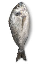 Image result for Sparus aurata