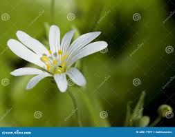 Attēlu rezultāti vaicājumam “Cerastium holosteoides”