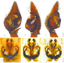 Attēlu rezultāti vaicājumam “Pisaura mirabilis male”