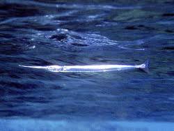 Attēlu rezultāti vaicājumam “Belone belone”