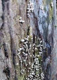 Attēlu rezultāti vaicājumam “Phleogena faginea stalked”