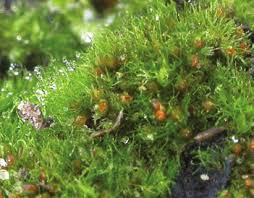 Attēlu rezultāti vaicājumam “Ephemerum serratum”