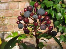 Attēlu rezultāti vaicājumam “Saxifraga cymbalaria fruit”