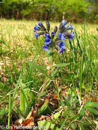 Attēlu rezultāti vaicājumam “Pulmonaria angustifolia leaf”
