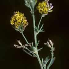 Attēlu rezultāti vaicājumam “Medicago x varia  flower”