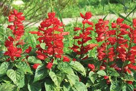 Image result for Salvia splendens