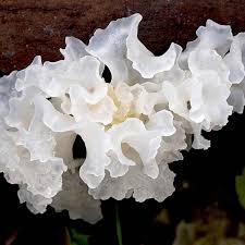 Attēlu rezultāti vaicājumam “Tremella ramalinae”