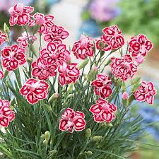 Attēlu rezultāti vaicājumam “Dianthus barbatus flower”