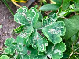 Attēlu rezultāti vaicājumam “Phytomyza minuscula”