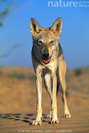 Image result for canis lupus arabs