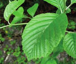 Attēlu rezultāti vaicājumam “Ochropsora ariae”