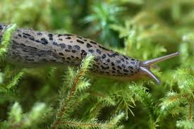 Attēlu rezultāti vaicājumam “Limax maximus”