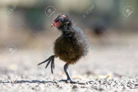 Attēlu rezultāti vaicājumam “Gallinula chloropus juvenile”