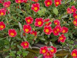 Attēlu rezultāti vaicājumam “Portulaca oleracea”