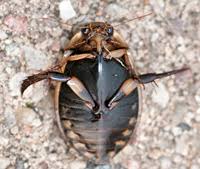 Attēlu rezultāti vaicājumam “Acilius sulcatus female”