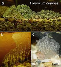 Attēlu rezultāti vaicājumam “Didymium spongiosum plasmodium”