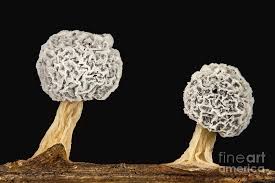 Attēlu rezultāti vaicājumam “Physarum compressum sessile”