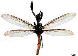 Attēlu rezultāti vaicājumam “Neuroptera”