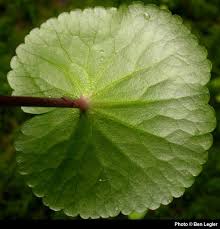 Attēlu rezultāti vaicājumam “Caltha palustris leaf”
