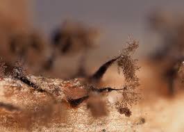 Attēlu rezultāti vaicājumam “Enerthenema papillatum macro”