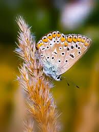 Attēlu rezultāti vaicājumam “Polyommatus icarus female”