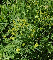 Attēlu rezultāti vaicājumam “Euphorbia virgata flower”